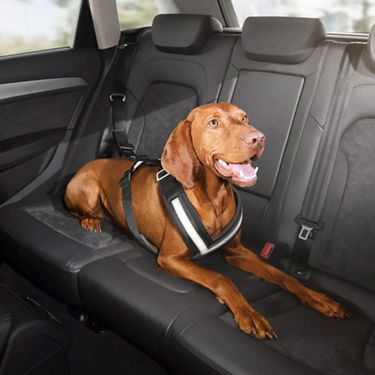 Foto de una correa de seguridad para perros de los Accesorios Originales Audi. 