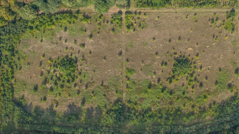 La Hulpe Oak Forest Park research project