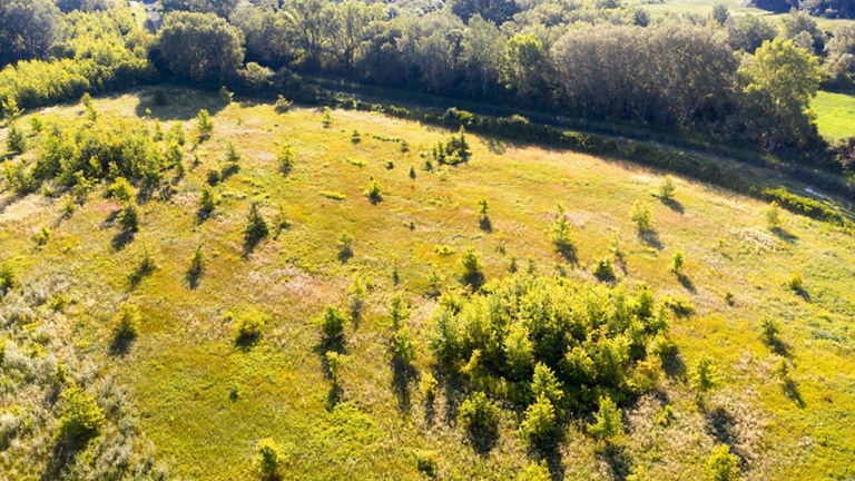 Oak forest research project