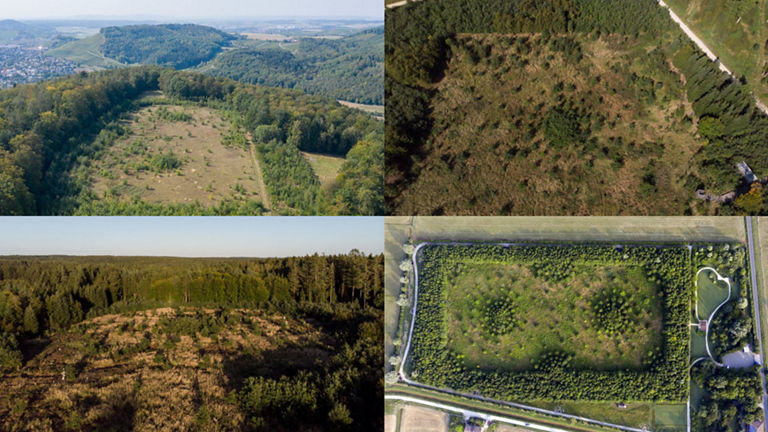 Oak forest research project
