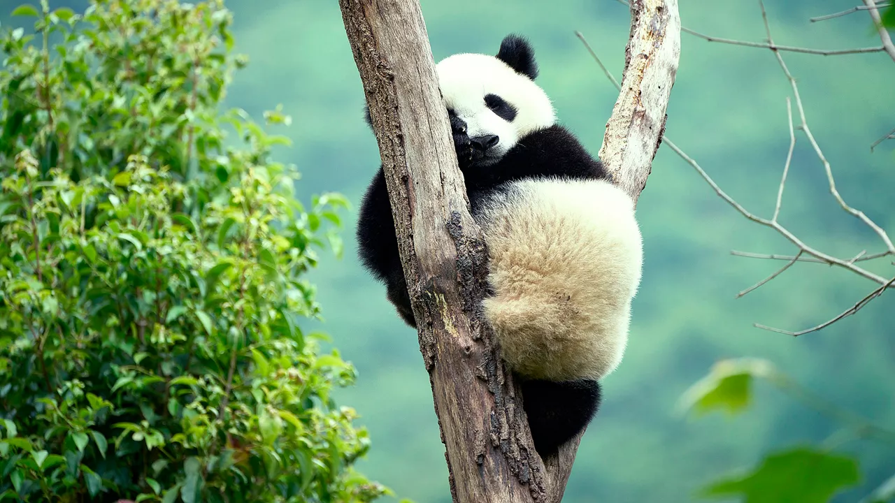 Filmstill Moon, der Panda