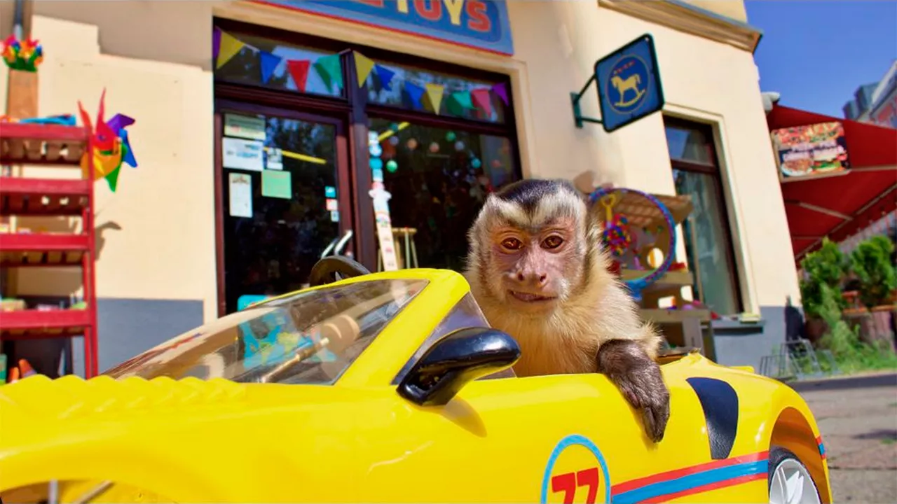 Der kleine Affe Akiko sitzt in einem gelben Sportwagen.