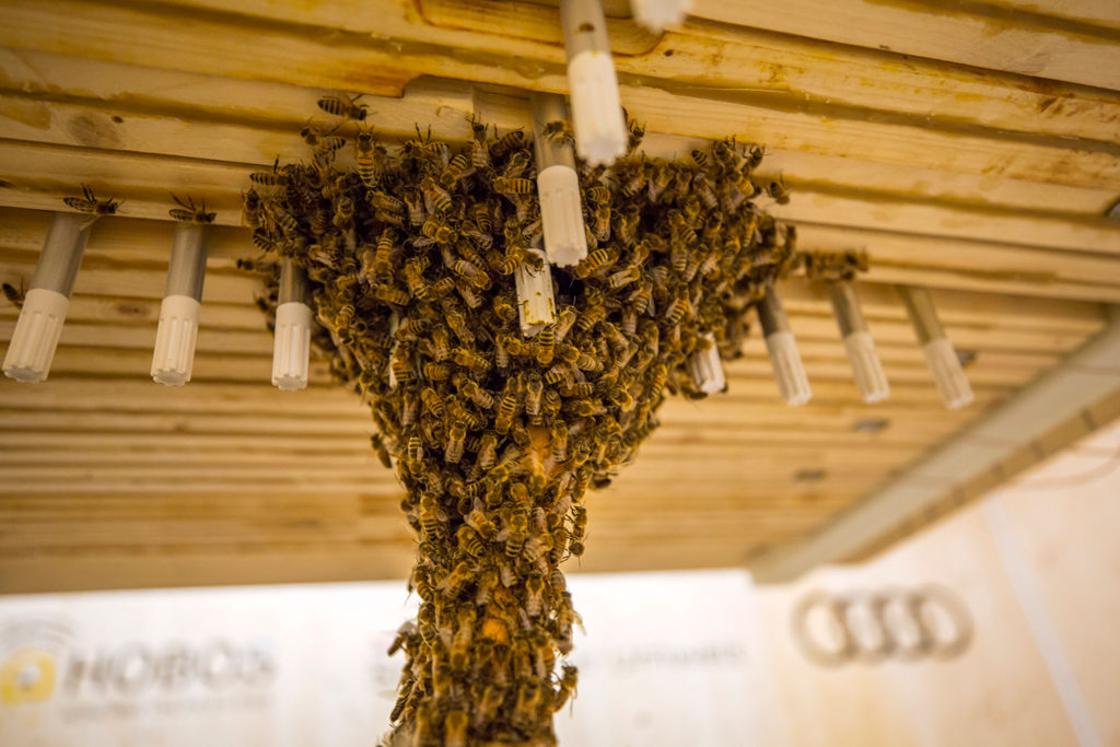 Swarm of bees