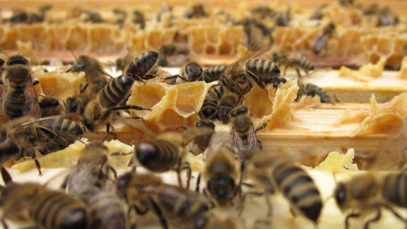 Bienen tümmeln sich an einer Wabe