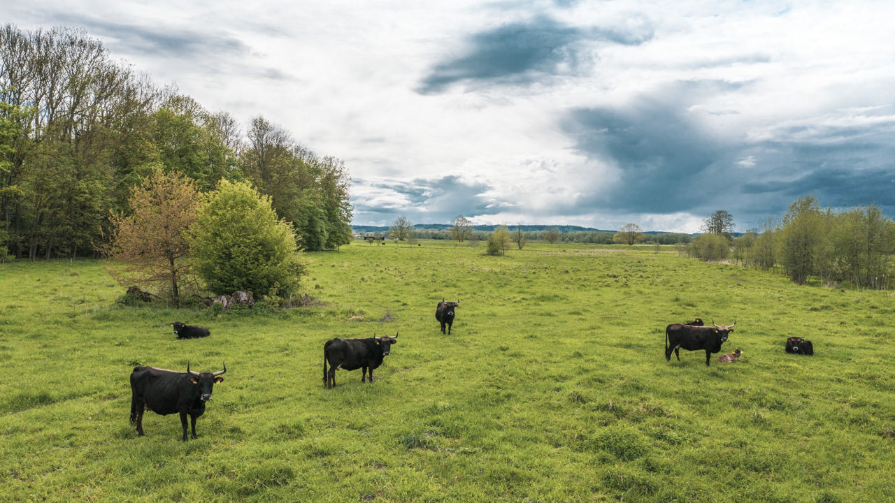 Kühe auf einer Weide