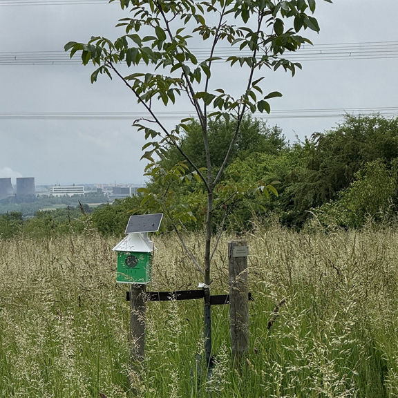 Eine grün-weiße Horchbox mit Solarpanel ist an einem jungen Baum in einer offenen Wiese montiert.