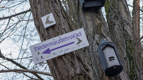 Signposting on the tree: Bat nature trail