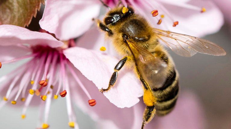 Bee on a flower