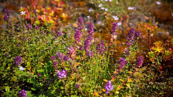 Colourful wildflowers outdoors