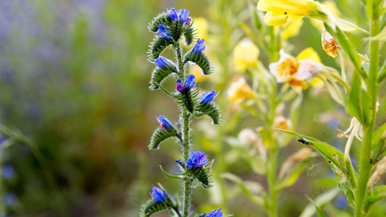 WIld flowers