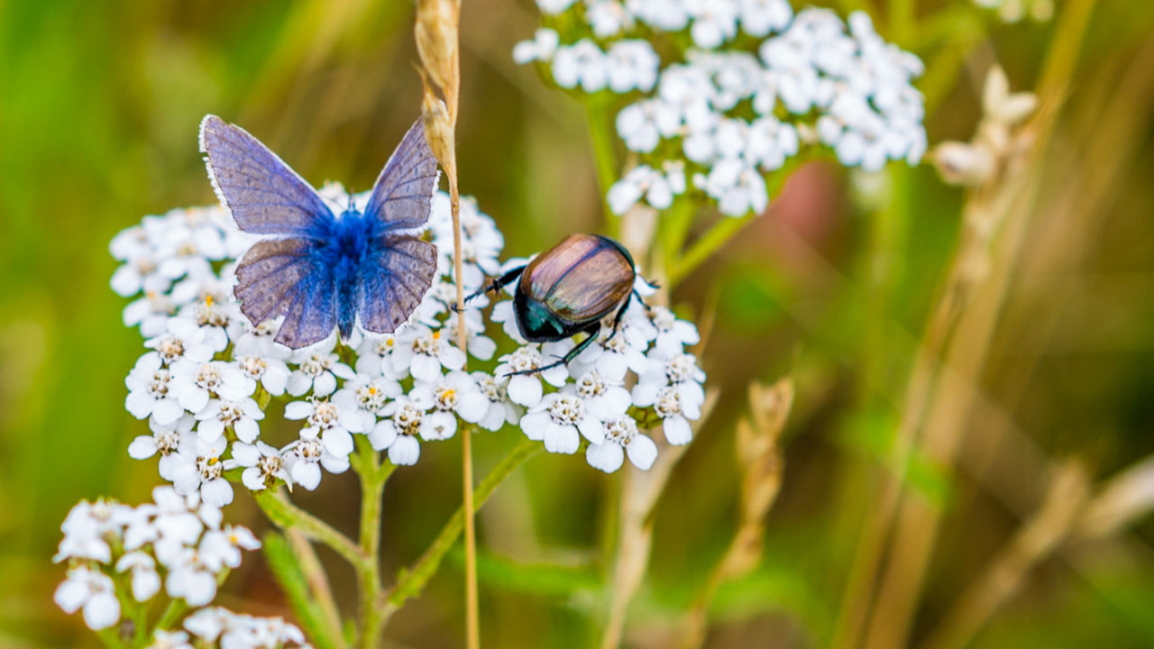 Schmetterling und Käfer auf einer Blume