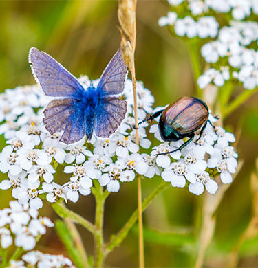 Ein Schmetterling und ein Maikäfer sitzen auf Wildblumen