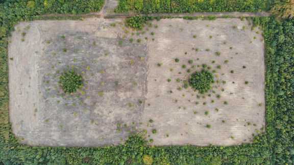 Waldfläche von oben