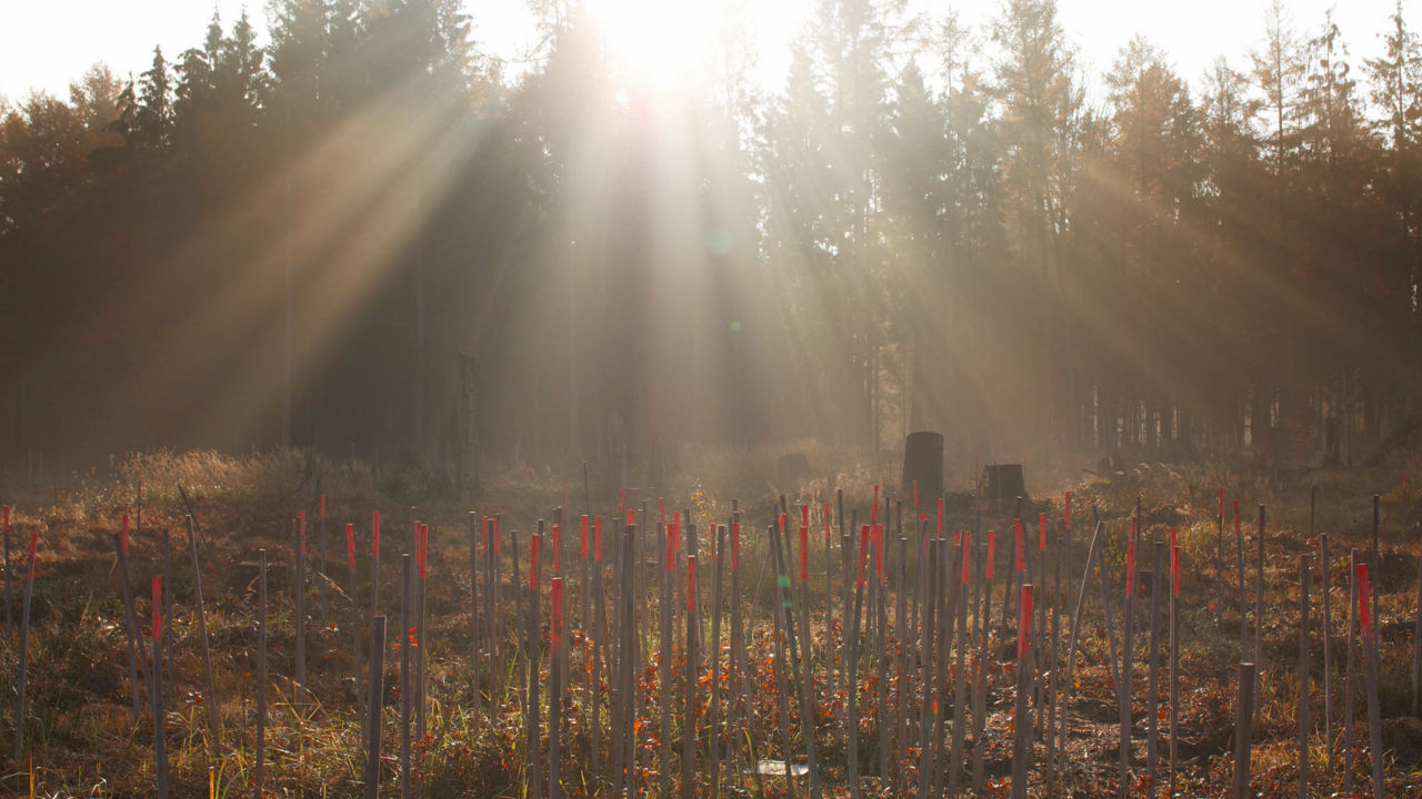 Sonnenlicht scheint durch Baumwipfel hindurch