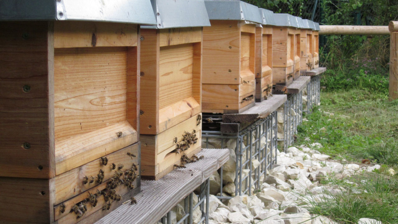 Bienen an mehreren Bienenkästen