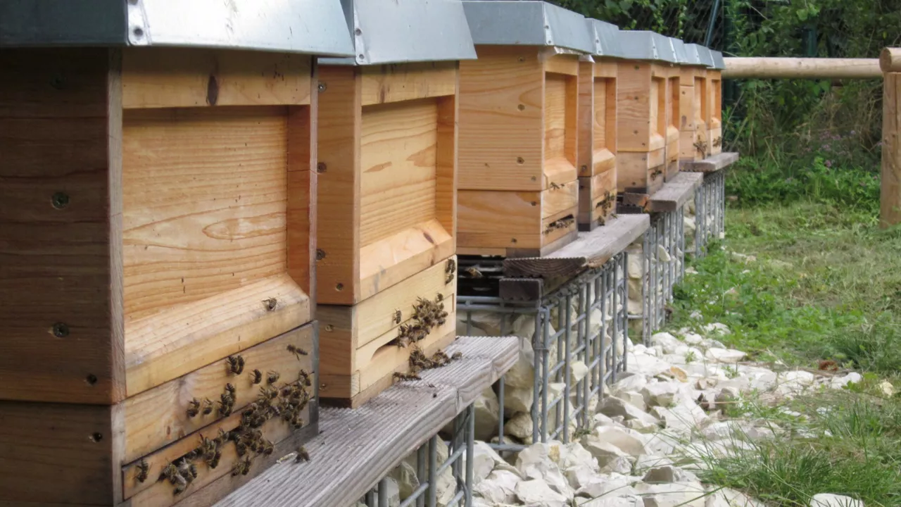 Bienenvölker auf Bienenstöcken