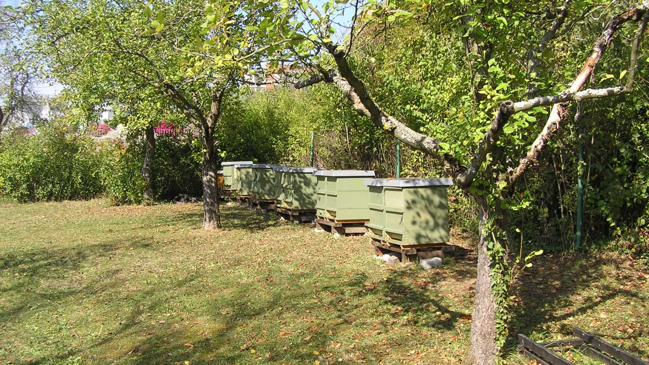 Bienenstücke zwischen Bäumen