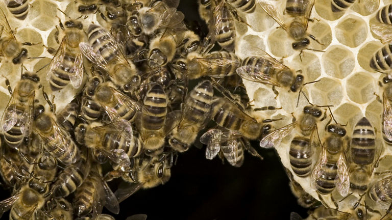 Bee colony on honeycomb