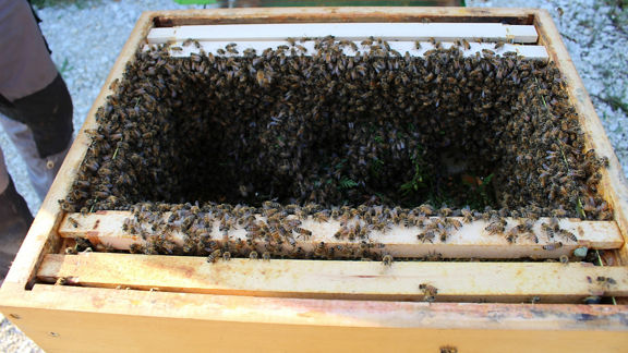 Captured swarm of bees in a transport box