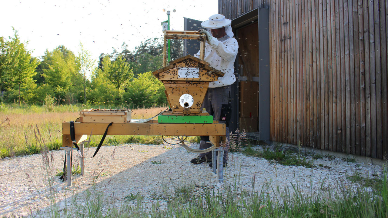 Imker hebt Wabe aus einem Bienenstock