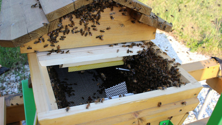 Bienen im Digitalen Bienenstock