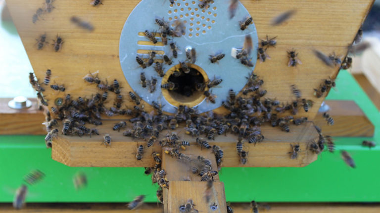 Bienen im Digitalen Bienenstock