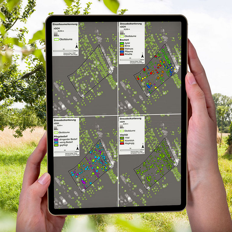Zwei Hände halten  ein Tablet auf dem Daten von Streuobstwiesen verzeichnet sind. Im Hintergrund befindet sich eine Streuobstwiese.
