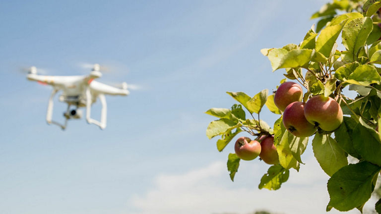 Eine Drohne fliegt über eine Streuobstwiese.