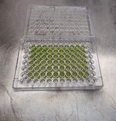 Algae mixed with antibiotics