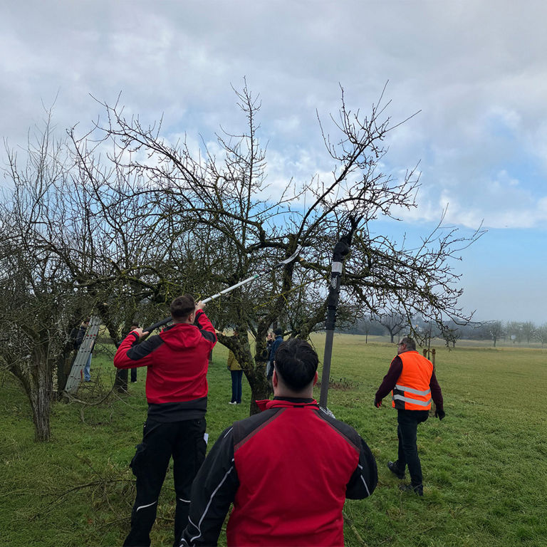 Several people are cutting branches from a tree in an orchard under a cloudy sky.