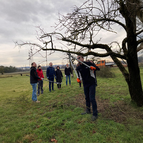 Several people using loppers to cut branches from a bare tree in an orchard in winter.