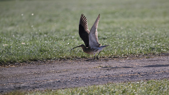 Adult curlew