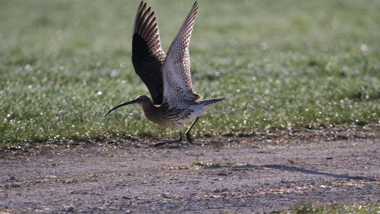 Adulter Brachvogel
