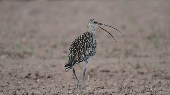 Adult curlew 