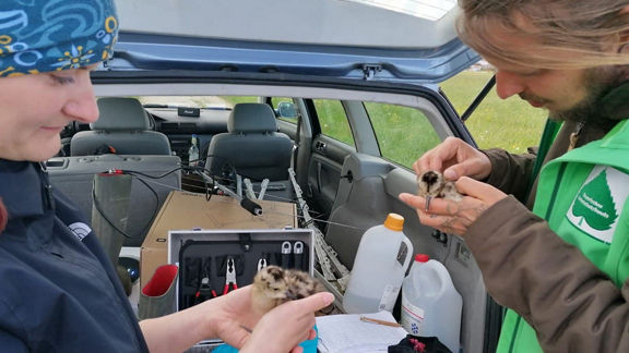 Curlew chicks are cared for