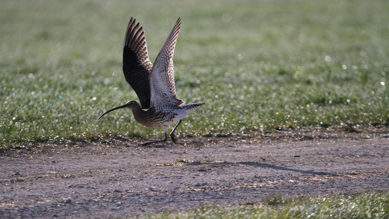 Ein großer Bachvogel mit gebogenem Schnabel hebt von einem Feldweg in einer grünen Wiese ab.