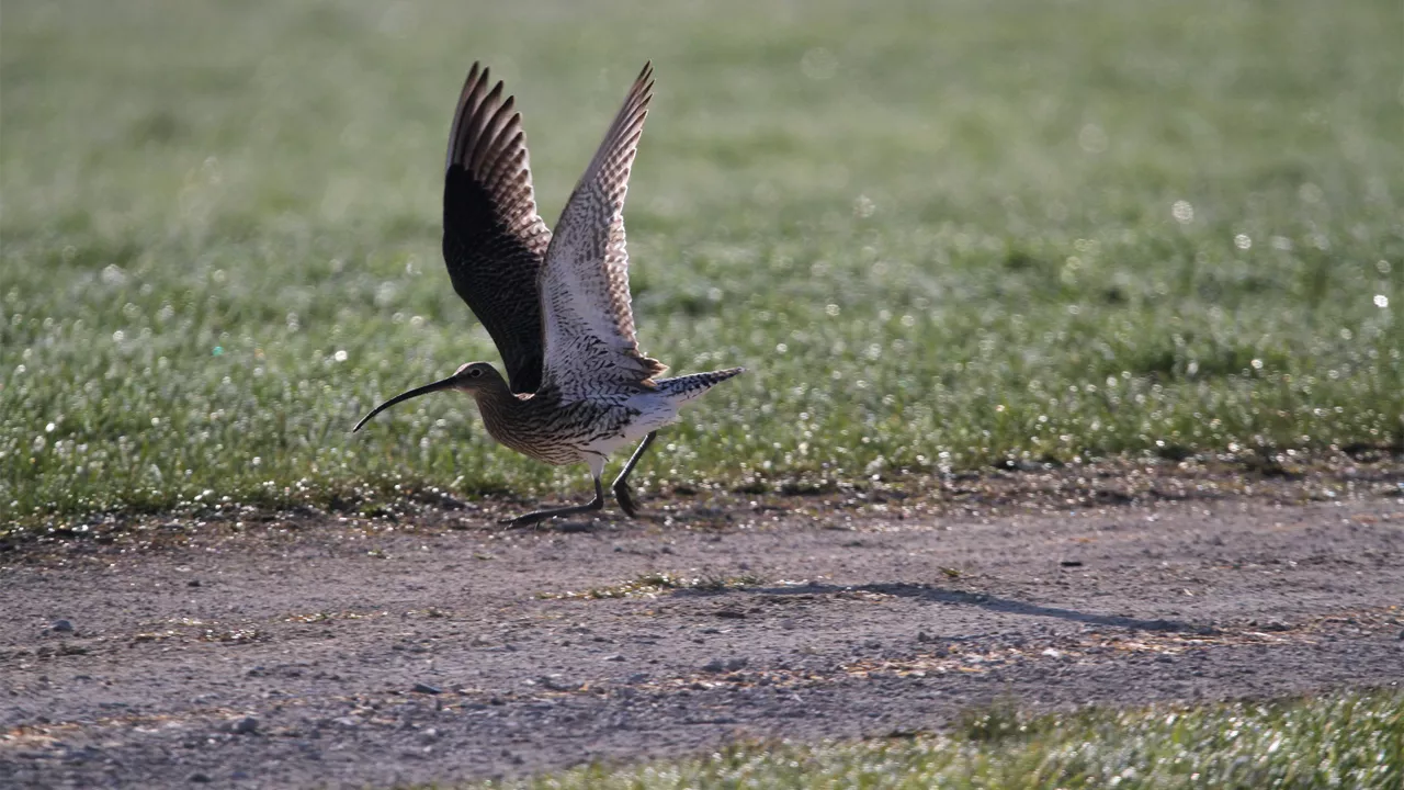 Ein großer Bachvogel mit gebogenem Schnabel hebt von einem Feldweg in einer grünen Wiese ab.