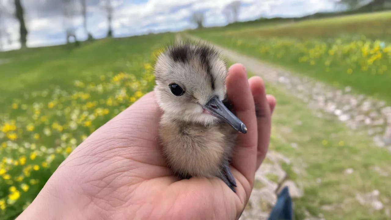 Ein flauschiges Küken mit dunklem Schnabel sitzt in einer Hand, im Hintergrund eine blühende Frühlingswiese.