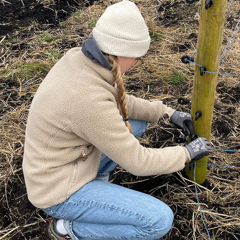 Eine Frau in heller Kleidung befestigt blaue Drähte an einem Holzzaunpfahl auf einem trockenen Feld.