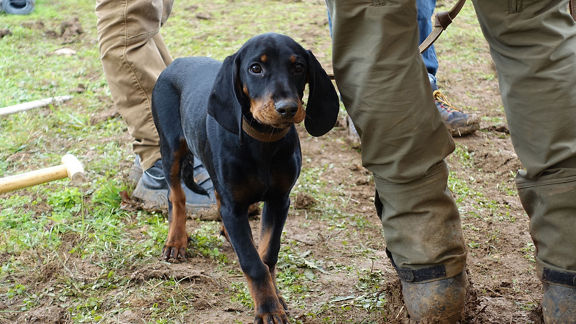 Ein Hund zwischen zwei Teilnehmern beim PflanzMit Event