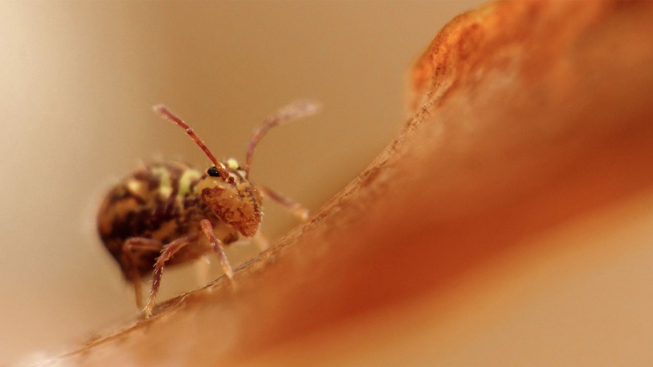 Makroaufnahme eines kleinen Insekts auf braunem Blatt.