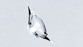 256x144_Effleurure.jpg