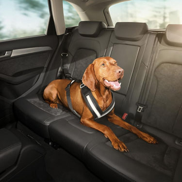 Foto de una correa de seguridad para perros de Audi. 
