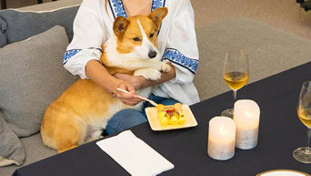 q5_lifestyle_dog_640x360_okoge_2_2.jpg