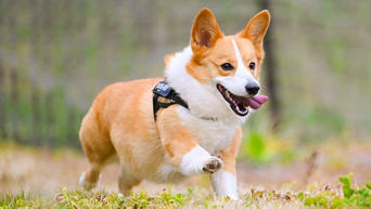 q5_lifestyle_dog_640x360_okoge_2_3.jpg