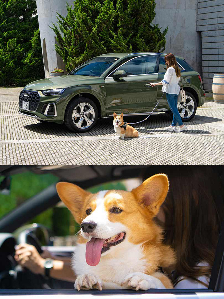 Audi x dog lifestyle