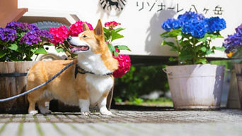 q5_lifestyle_dog_883x496_okoge_1_2.jpg
