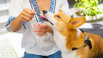 q5_lifestyle_dog_883x496_okoge_1_3.jpg