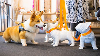 q5_lifestyle_dog_883x496_okoge_1_4.jpg