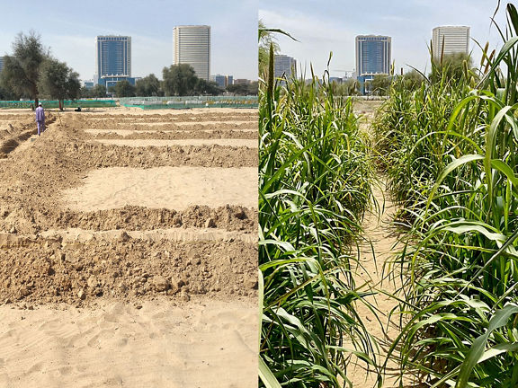 Sandy soil opposite planted area
